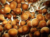 a magic mushroom growing