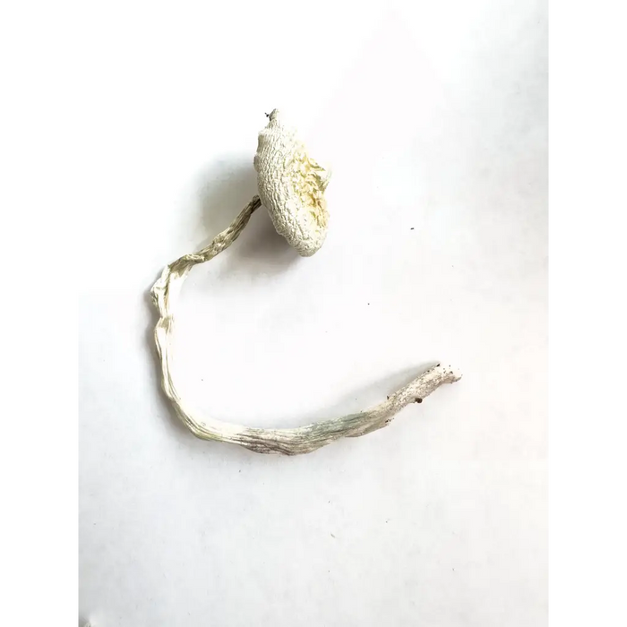 Ps. C Leucistic Columbian - Spore Syringes
