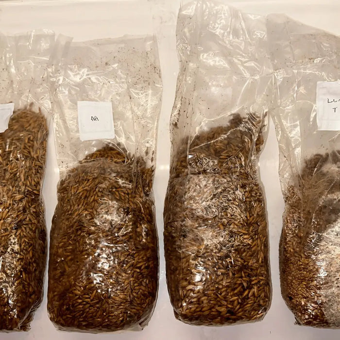 grain transfer bags