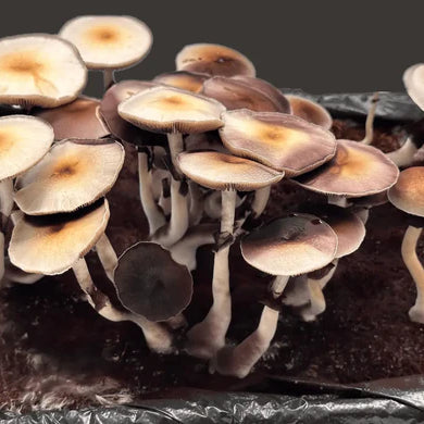 growing mushrooms at home