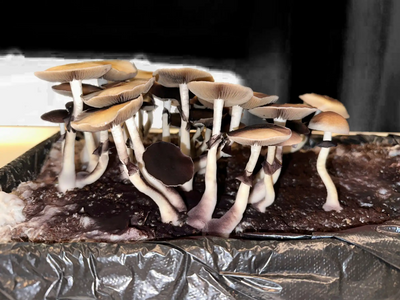 Cluster of brown-capped mushrooms with white stems growing together.