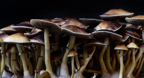 Cluster of brown mushrooms with thin stems and umbrella-shaped caps growing together.