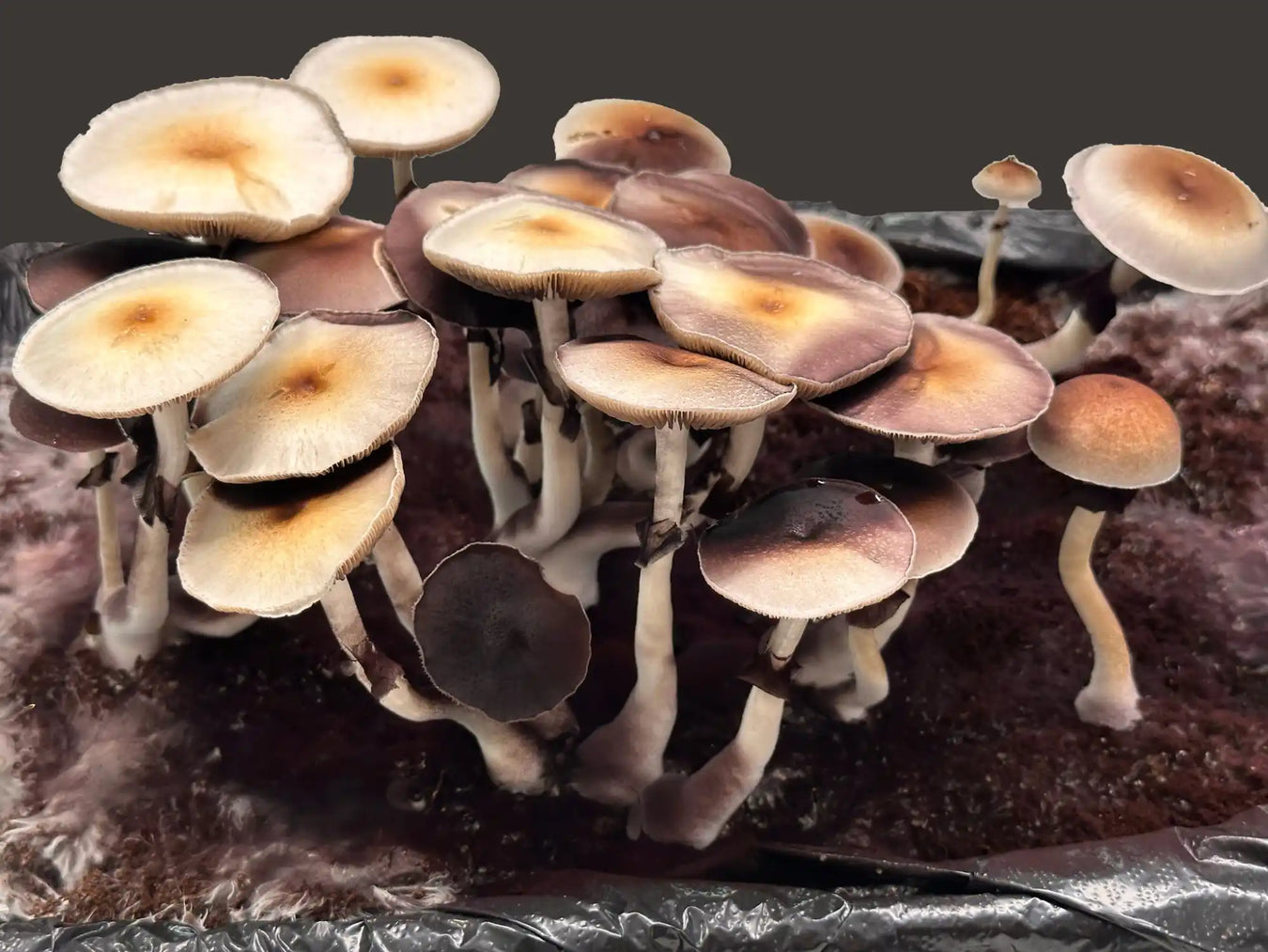 A cluster of pale brown mushrooms with rounded caps growing together.