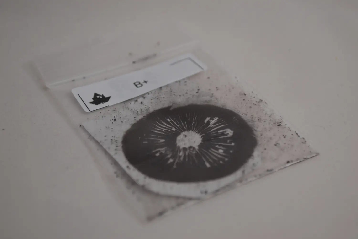 Making Magic Mushroom Spore Prints - The Easy Way