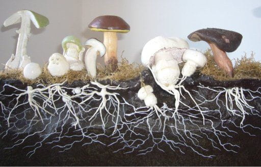 Mycology Glossary