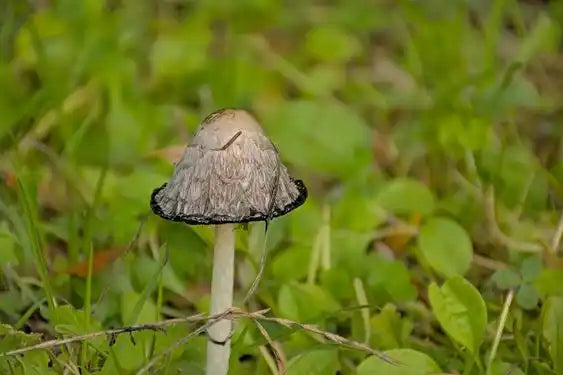 mushroom in the grass