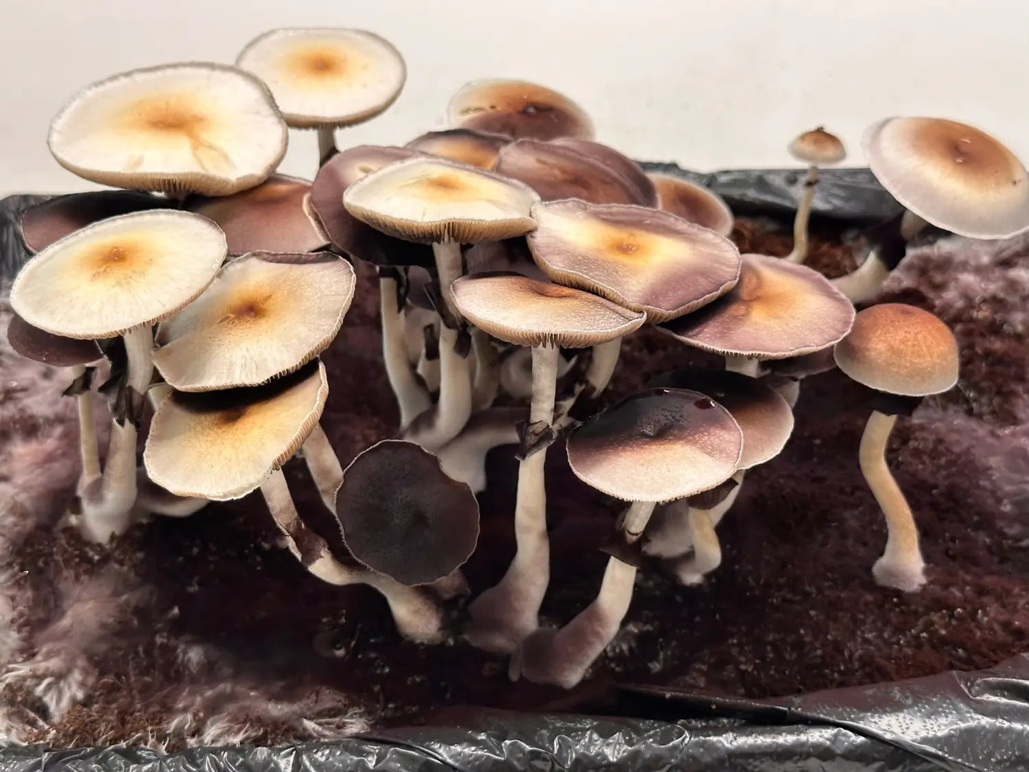 How To Make a Monotub Magic Mushroom Fruiting Chamber