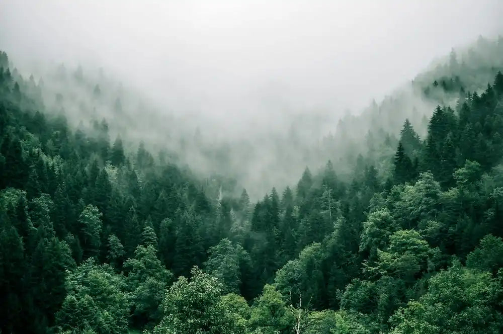 Misty evergreen forest covering mountainous terrain.