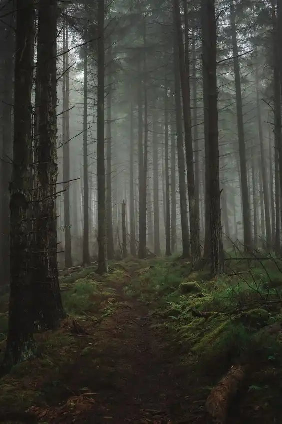 foggy mushroom forest