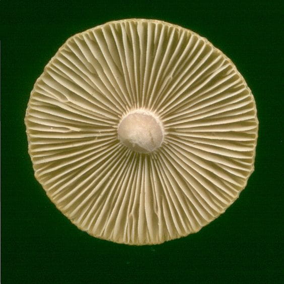 Mycology Glossary