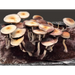 Mushroom Grow Kit Starter Pack - Growing Kit