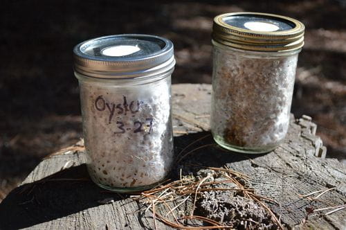 Magic Mushroom Grain To Grain Transfer