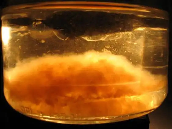 Orange-tinted kombucha SCOBY floating in liquid.