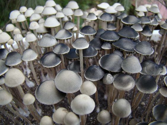 Mycology Glossary