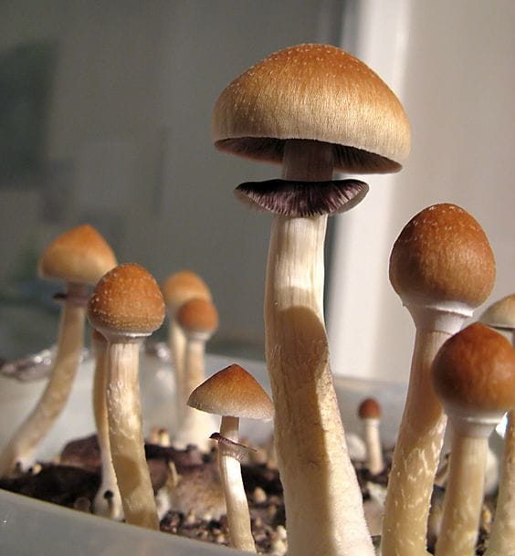 Mycology Glossary