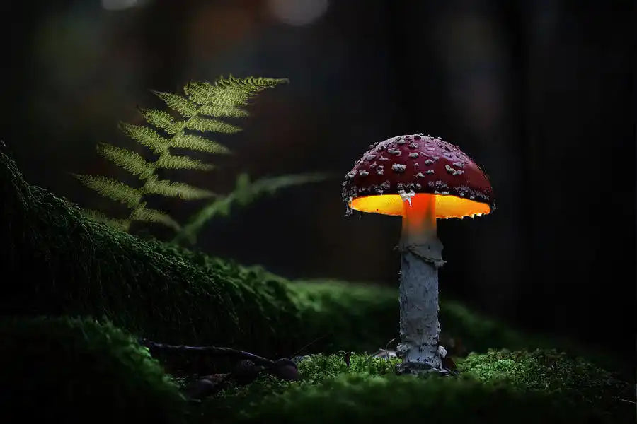 glowing mushroom