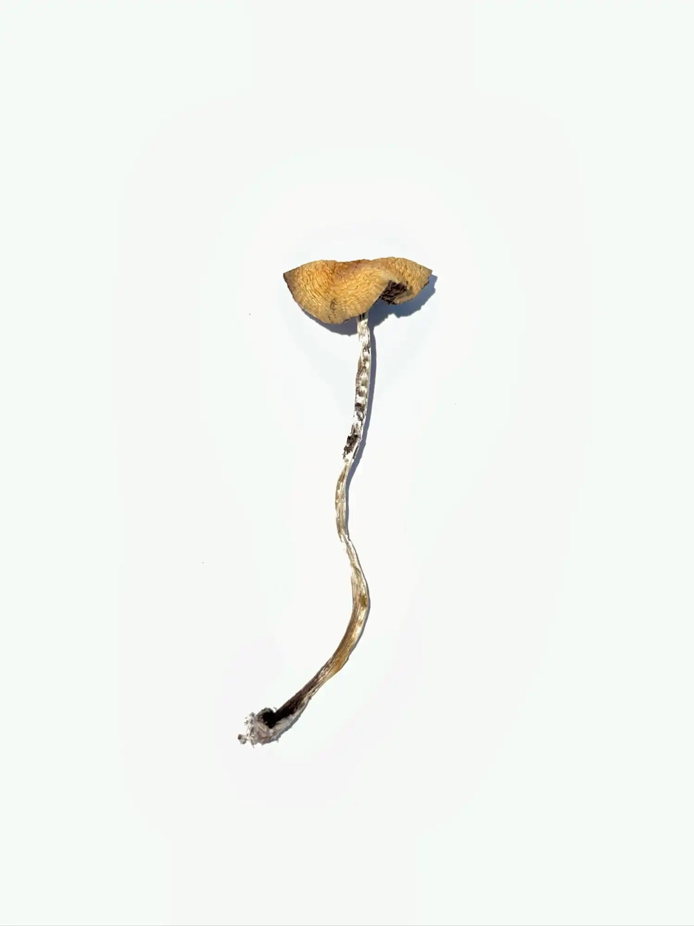 Single mushroom with a curved stem and golden-brown cap.