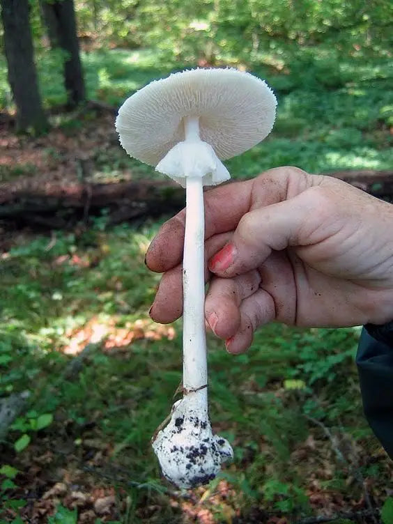 Mycology Glossary