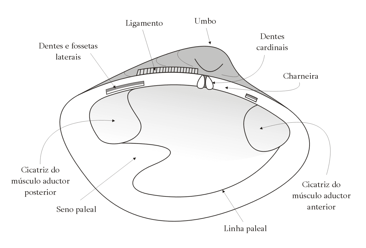 Mycology Glossary